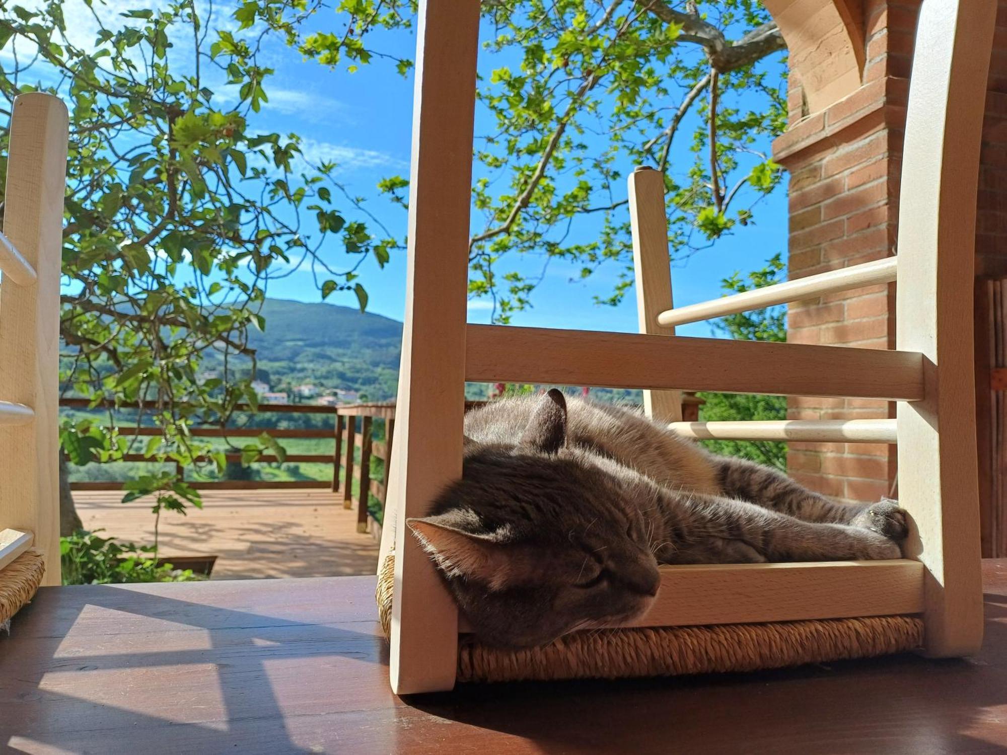 Macchia Al Pino Alloggio per agriturismo Pomaia